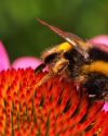 Makrofotografie im Botanischen Garten